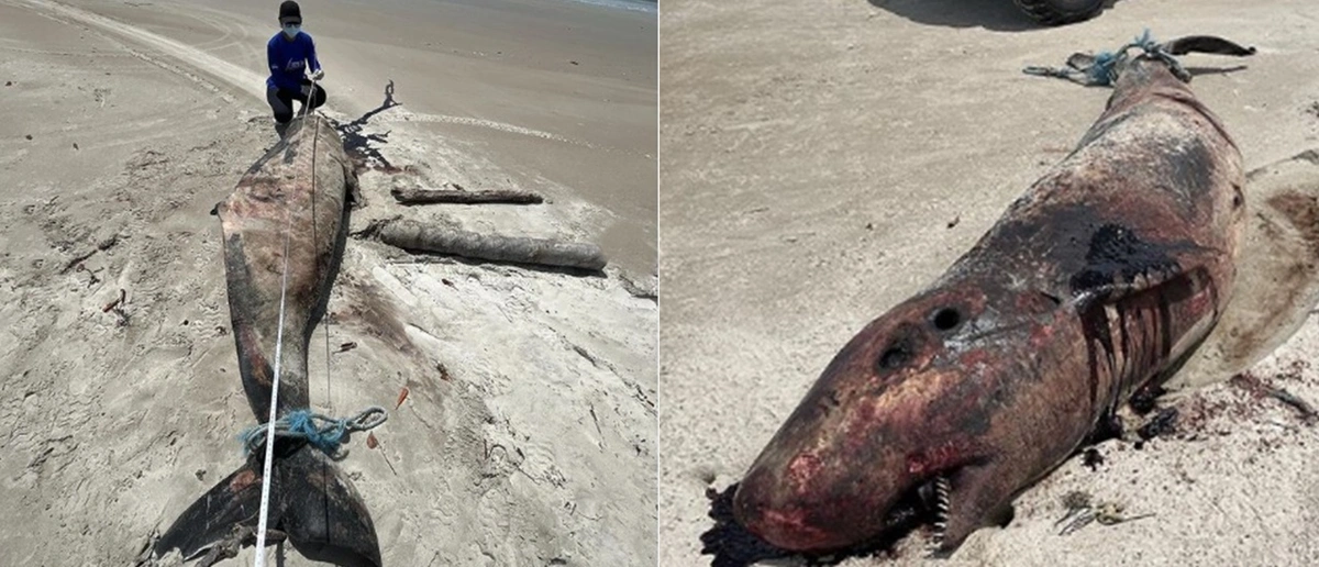 Golfinho encontrado em praia de Luís Correia