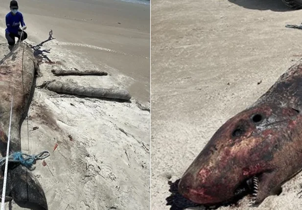 Golfinho encontrado em praia de Luís Correia