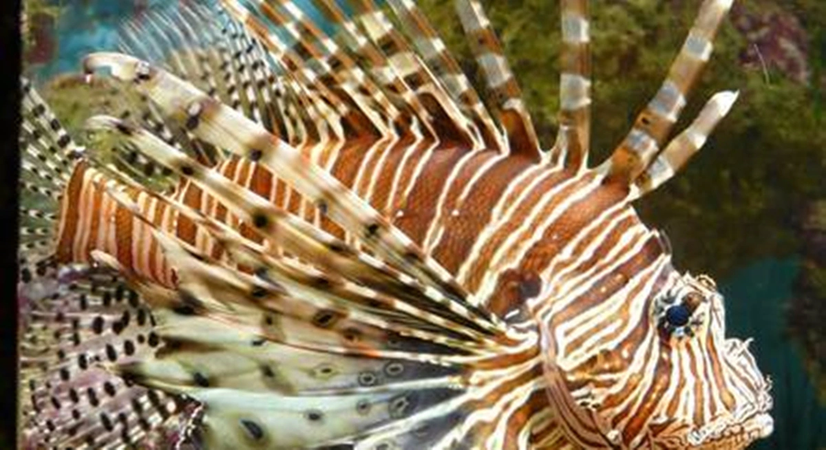 Peixe leão ameaça equilíbrio do ecossistema da costa brasileira