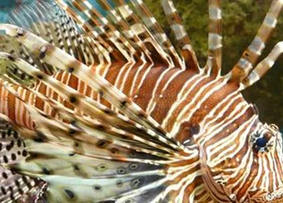 Peixe leão ameaça equilíbrio do ecossistema da costa brasileira