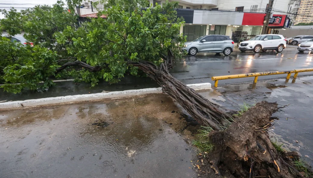 Arvore que caiu na Avenida Presidente Kennedy