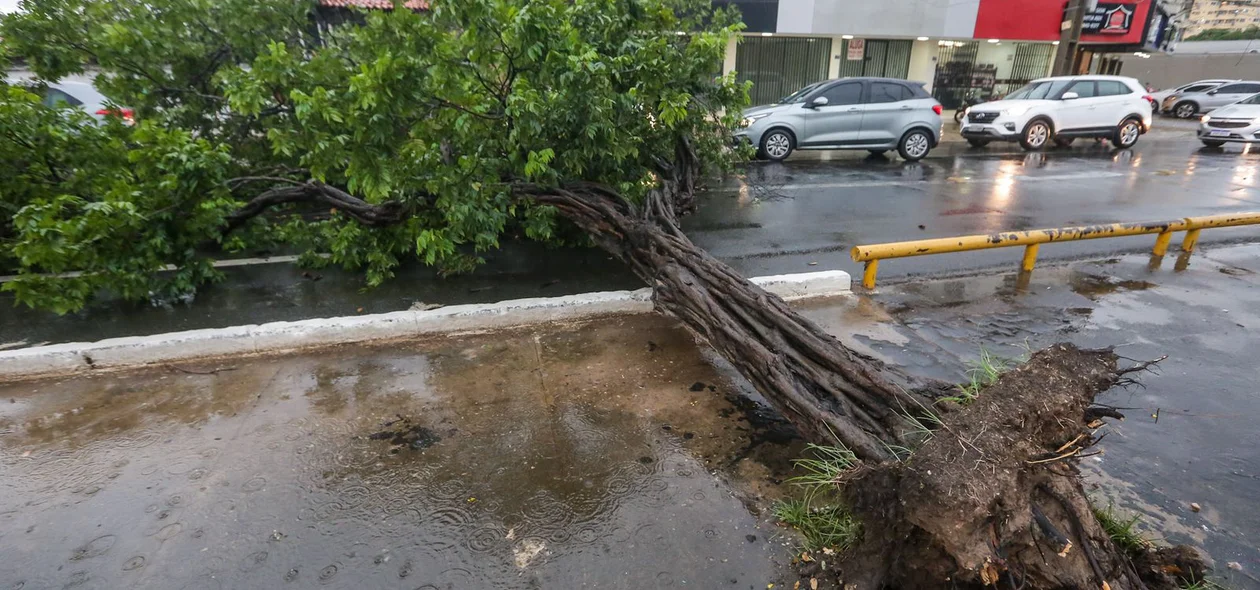 Arvore que caiu na Avenida Presidente Kennedy