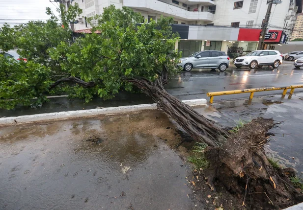 Arvore que caiu na Avenida Presidente Kennedy