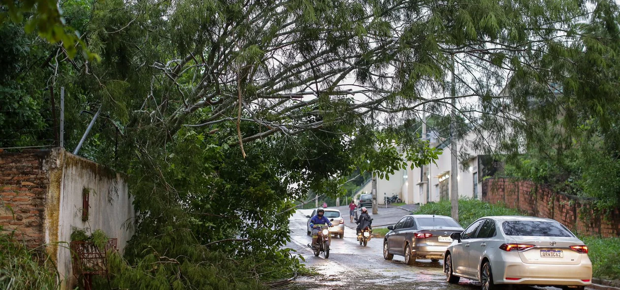 Avenida Camilo Filho, onde árvore caiu