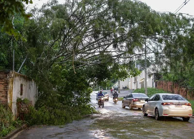 Avenida Camilo Filho, onde árvore caiu