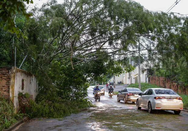 Avenida Camilo Filho, onde árvore caiu