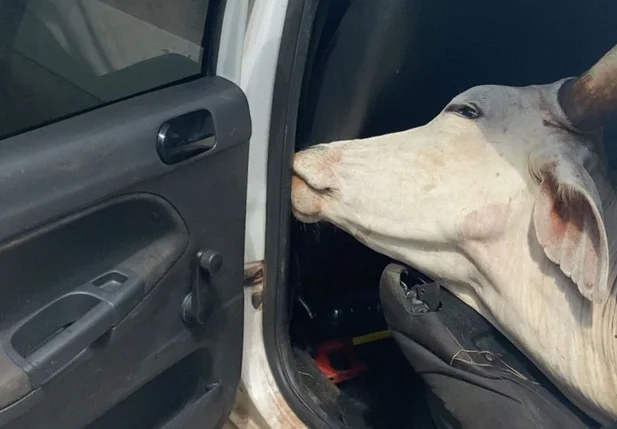 Boi encontrado dentro de Gol branco em frente a Central de Flagrantes