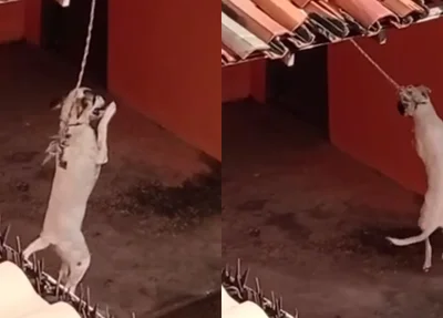 Cachorro amarrado