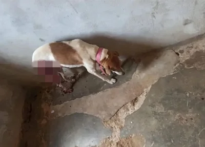 Cachorro ferido por dono de Frigorífico