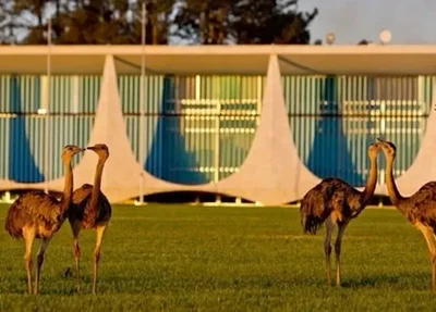 Emas caminham pelo Palácio da Alvorada