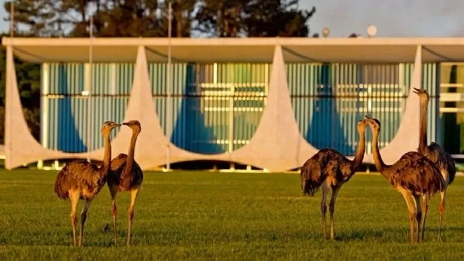 Emas caminham pelo Palácio da Alvorada