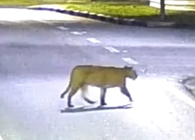 Imagem da onça que circula em redes sociais em Teresina