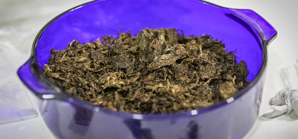 Maconha apreendida