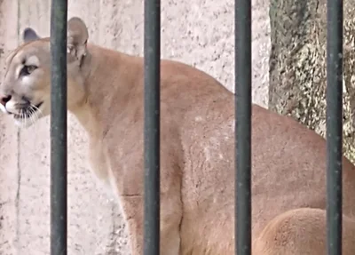 Onça suçuarana do Zoobotânico de Teresina