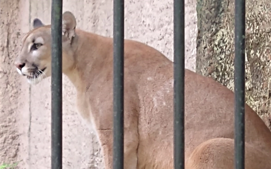 Onça suçuarana do Zoobotânico de Teresina