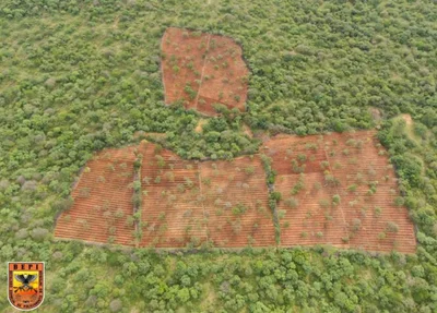 Plantação de maconha em Dom Inocêncio