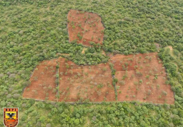 Plantação de maconha em Dom Inocêncio