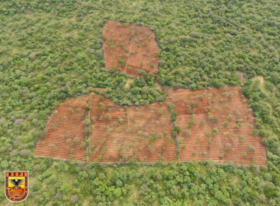 Plantação de maconha em Dom Inocêncio