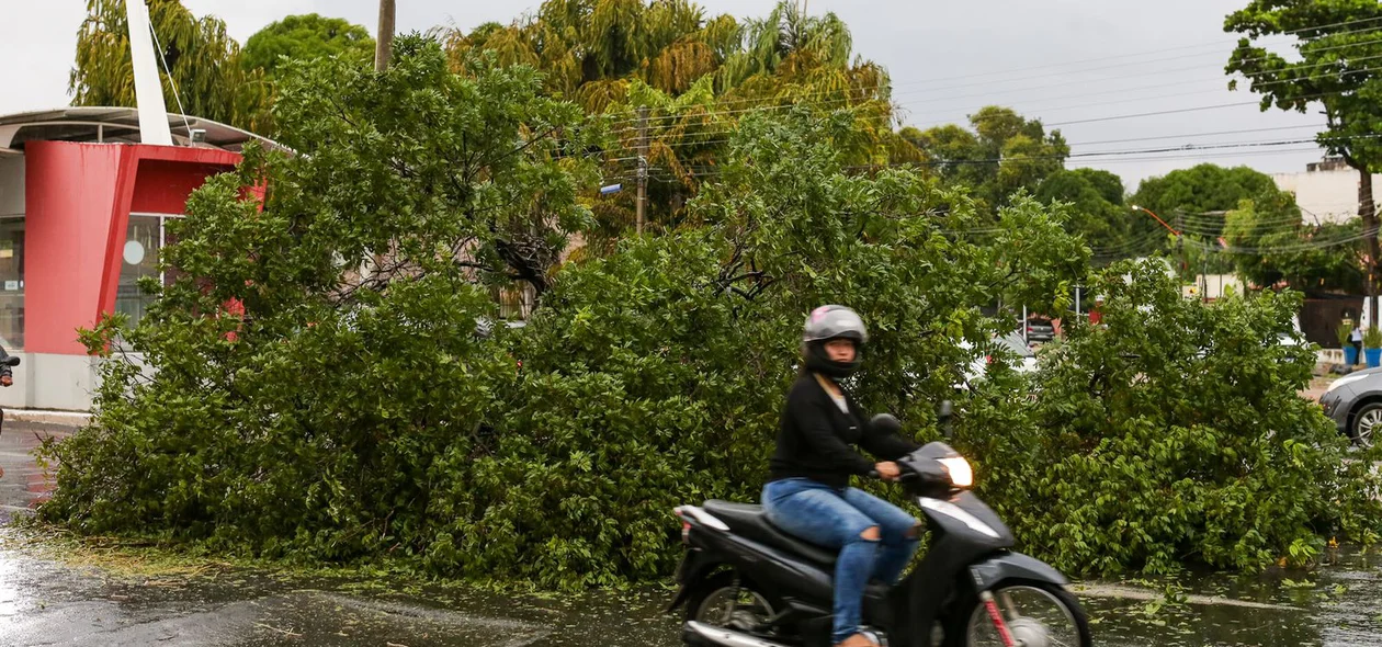 Por conta da árvore caída, o trânsito ficou lento