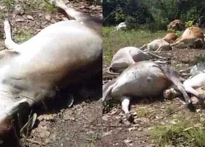 Raio cai em fazenda de Agricolândia e mata 57 cabeças de gado