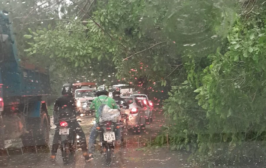 Rua interrompida devido a queda da arvore