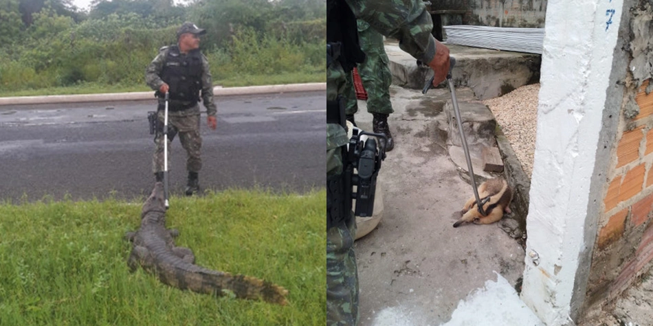 Animais resgatados pelo Batalhão Ambiental