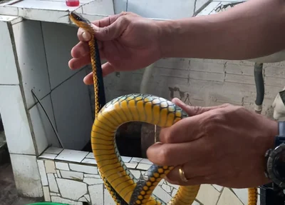 Batalhão de Policiamento Ambiental resgata 5 serpentes em Teresina