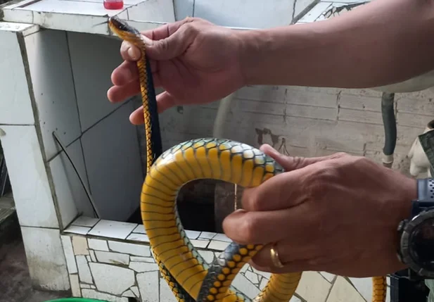 Batalhão de Policiamento Ambiental resgata 5 serpentes em Teresina