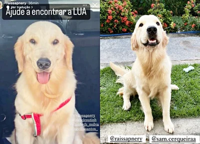 Cadela Lua, que está desaparecida