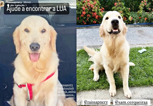 Cadela Lua, que está desaparecida