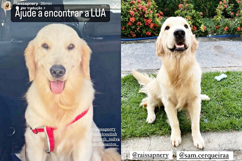 Cadela Lua, que está desaparecida