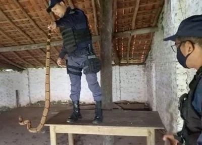 Guardas capturam jiboia com mais de 1 metro