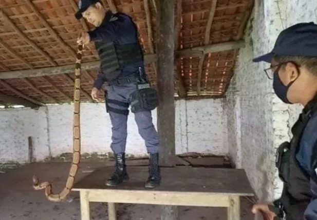 Guardas capturam jiboia com mais de 1 metro