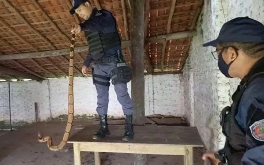 Guardas capturam jiboia com mais de 1 metro