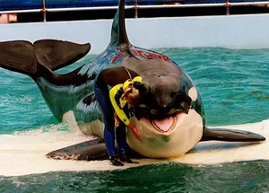 Lolita, a Orca estrela do Miami Seaquarium