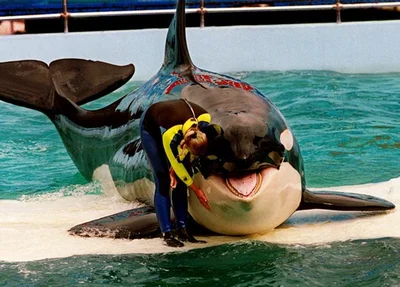 Lolita, a Orca estrela do Miami Seaquarium