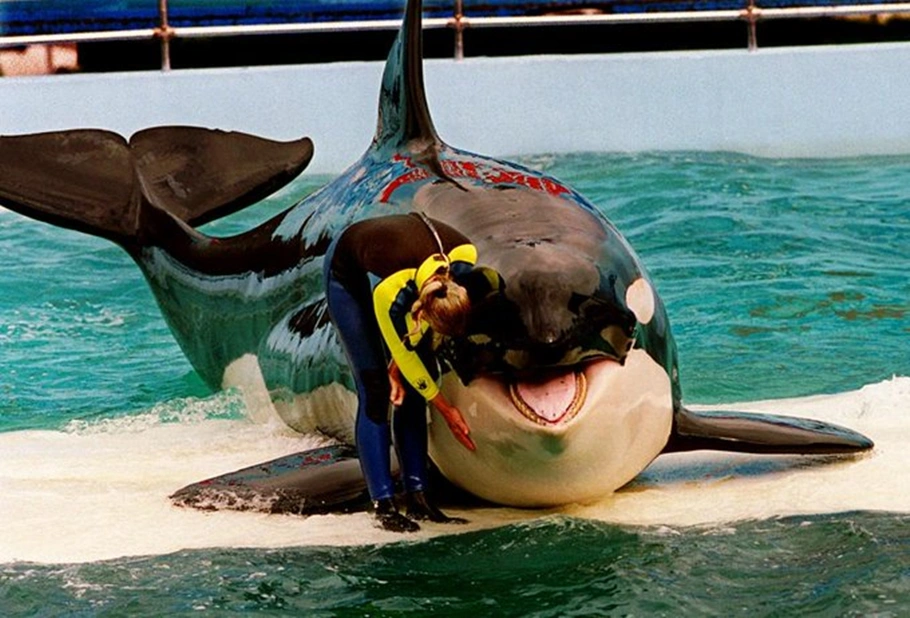 Lolita, a Orca estrela do Miami Seaquarium