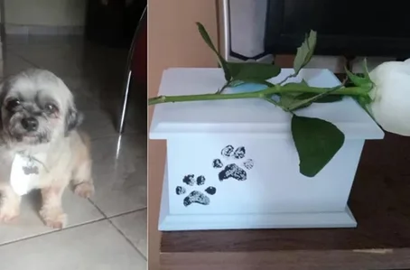 Luizinho foi entregue cremado à tutora, depois de ter ido ao Pet shop