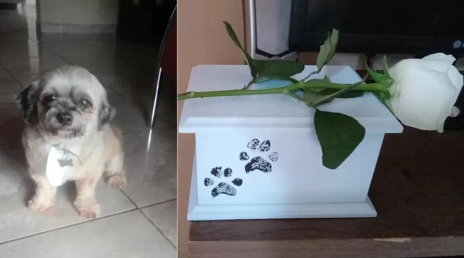 Luizinho foi entregue cremado à tutora, depois de ter ido ao Pet shop