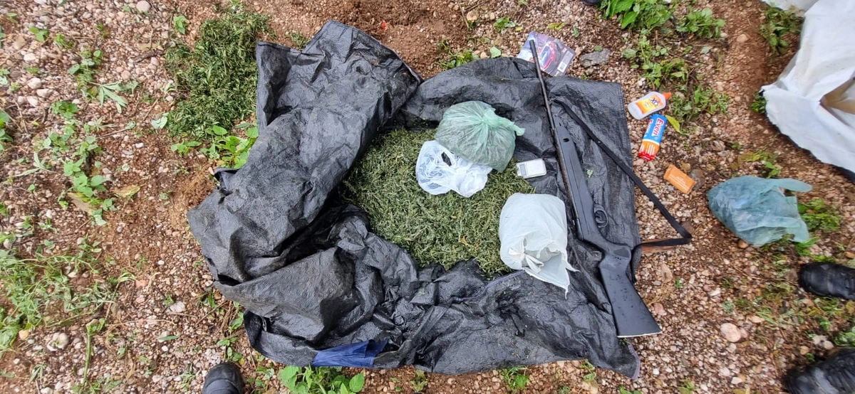 Maconha encontrada pela Polícia Militar de Paulistana