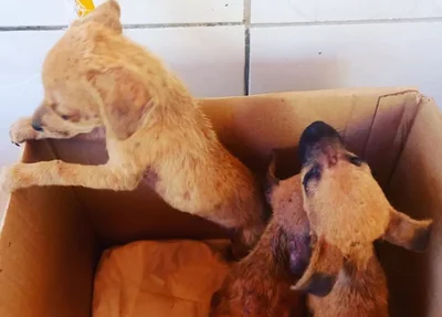 Mesmo lotada e com dívidas, Apipa continua recebendo animais abandonados
