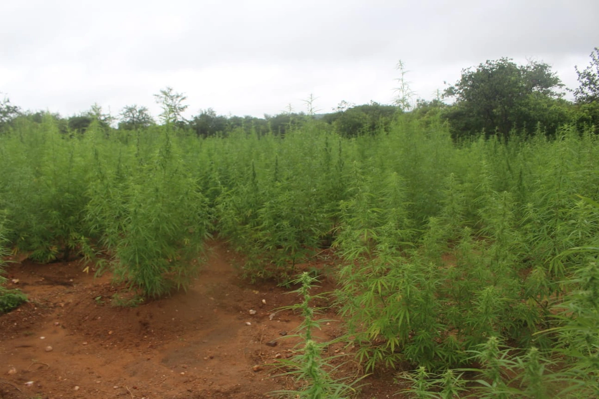 Plantação de maconha