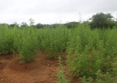 Plantação de maconha
