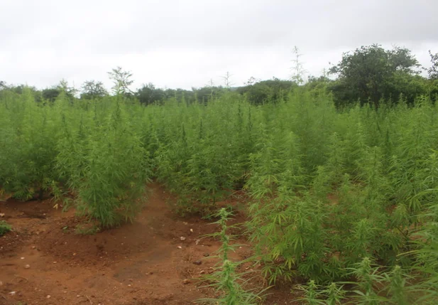 Plantação de maconha