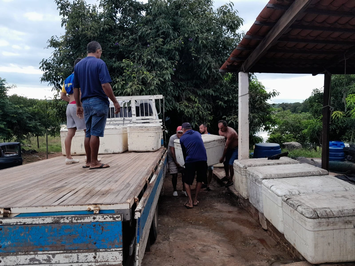 Entrega de peixes em Jaicós