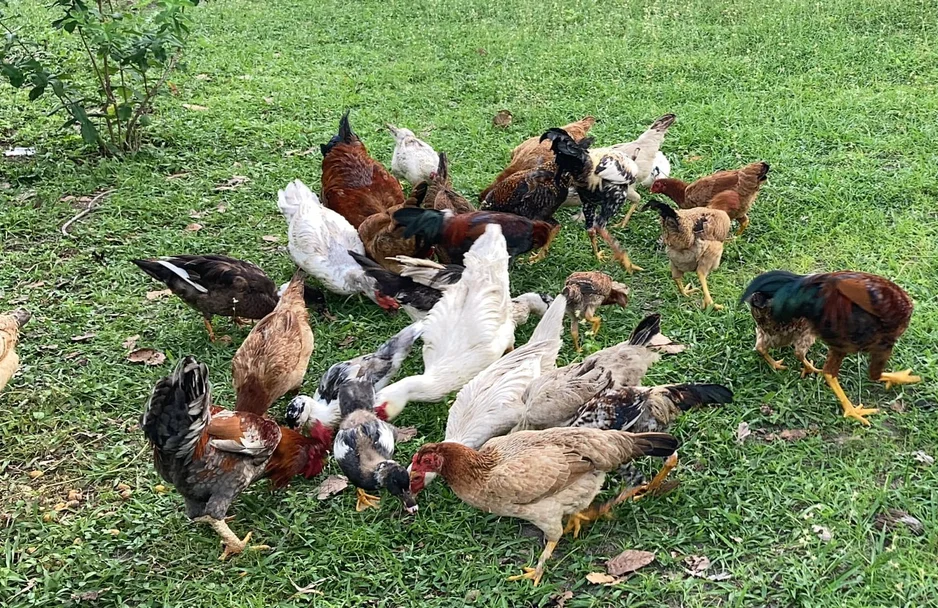 Galinhas