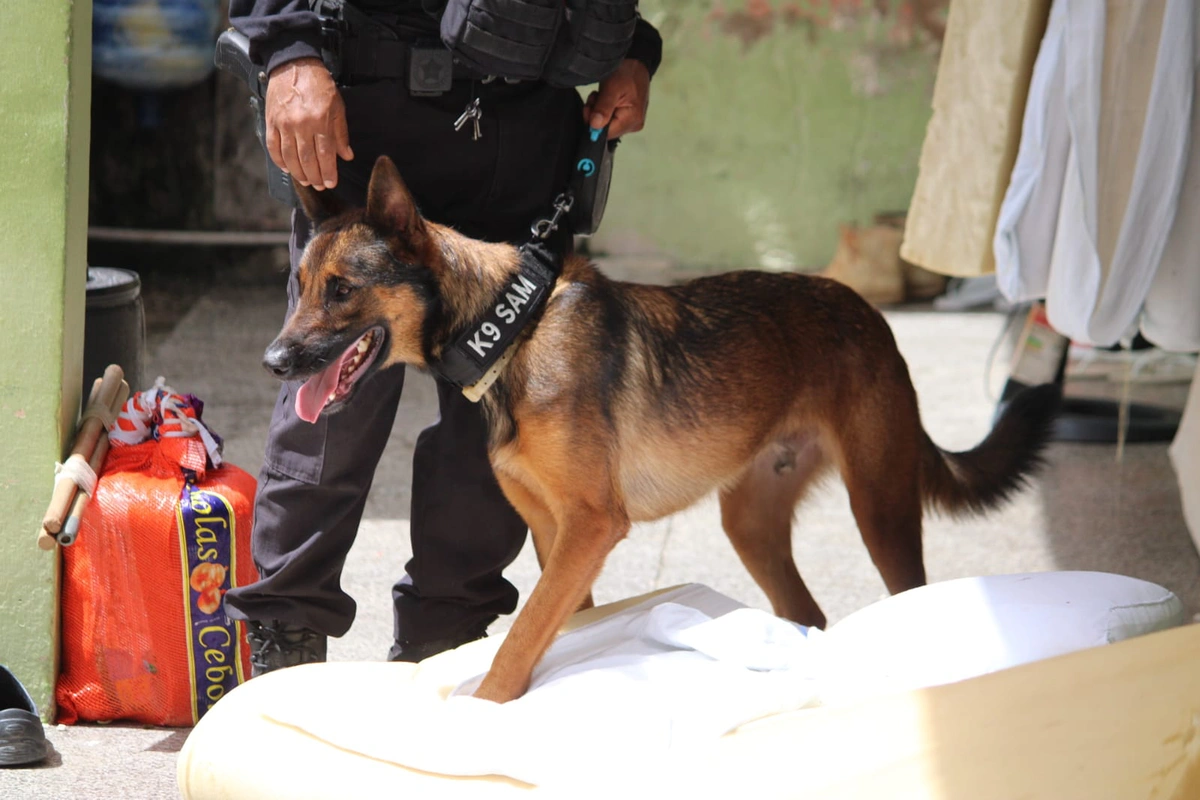 K9 SAM