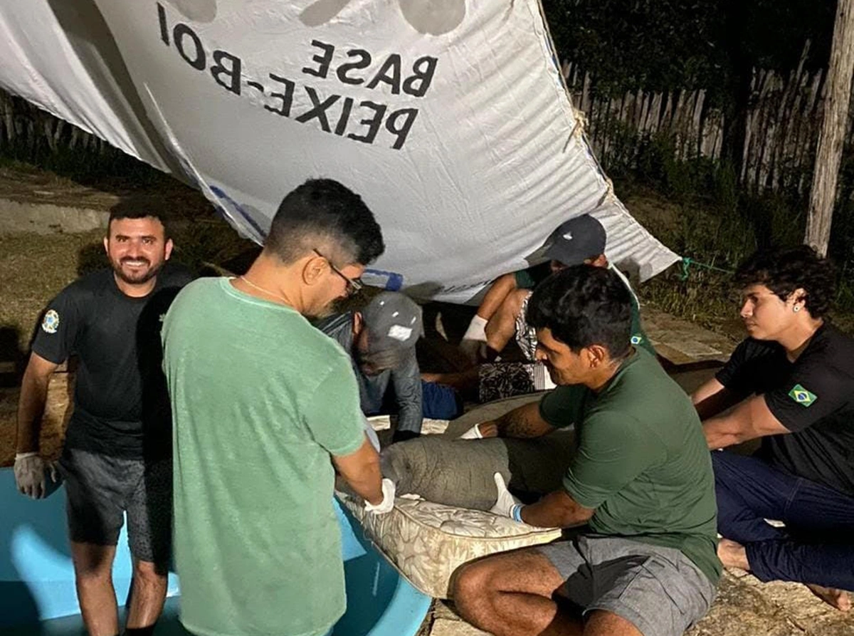 SEMARH acompanha resgate de peixe-boi no litoral do Piauí junto ao ICMBio