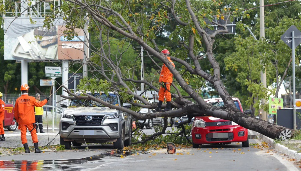 Árvore desabou na Avenida Nossa Senhora de Fátima