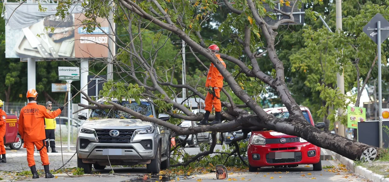 Árvore desabou na Avenida Nossa Senhora de Fátima